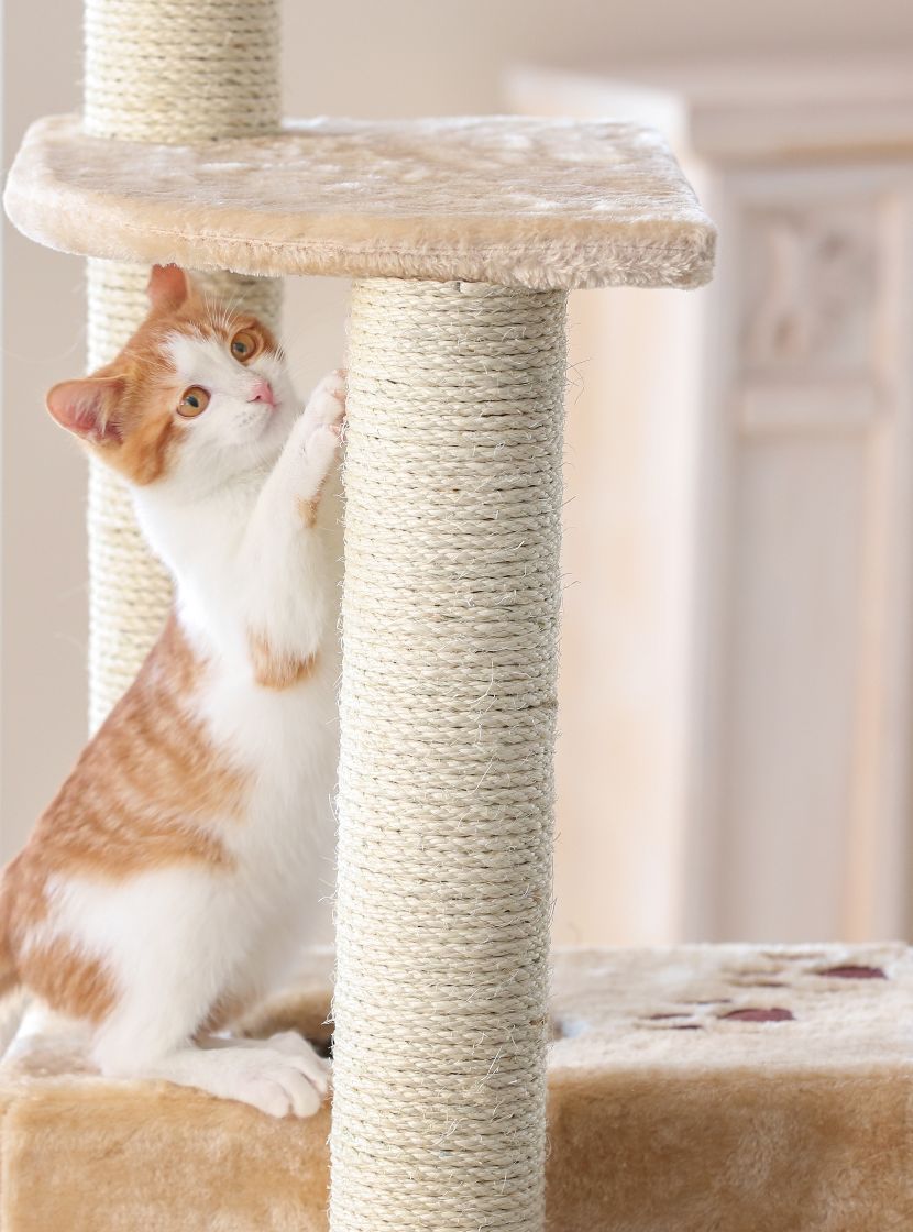 Acessórios para gatos